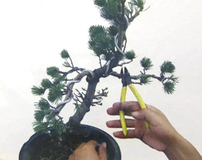 图解 大阪五针松盆景怎么制作的35个过程