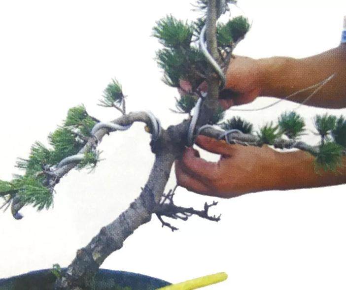 图解 大阪五针松盆景怎么制作的35个过程