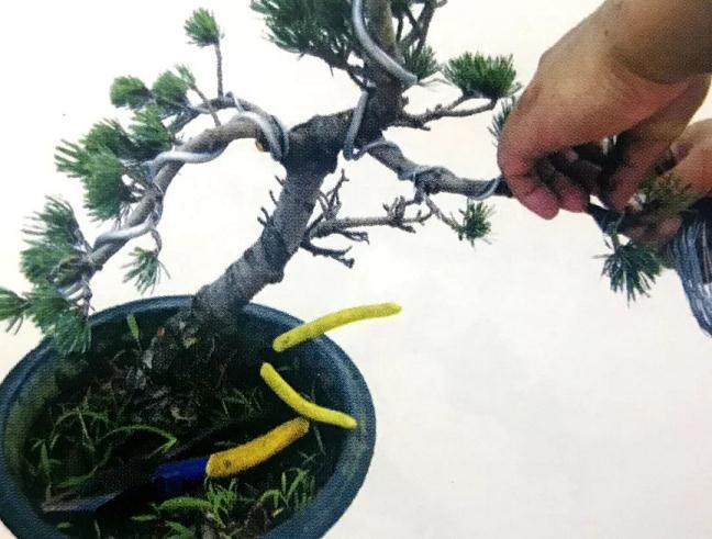 图解 大阪五针松盆景怎么制作的35个过程