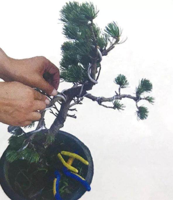 图解 大阪五针松盆景怎么制作的35个过程