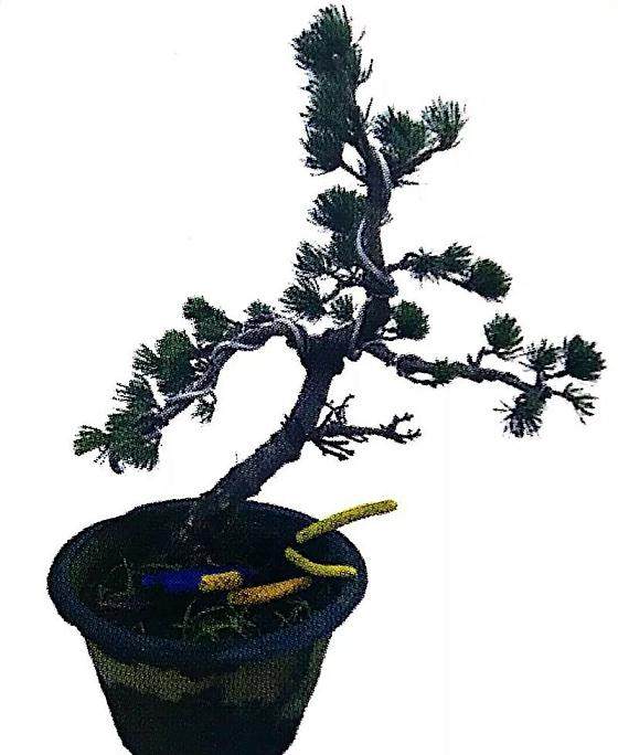 图解 大阪五针松盆景怎么制作的35个过程