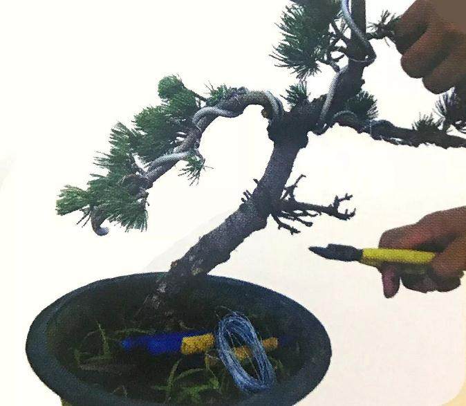 图解 大阪五针松盆景怎么制作的35个过程