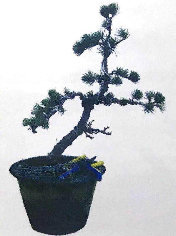 图解 大阪五针松盆景怎么制作的35个过程