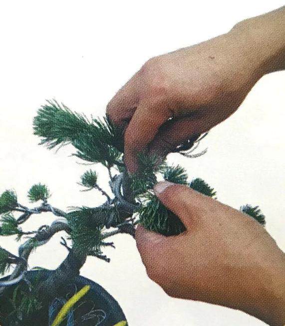 图解 大阪五针松盆景怎么制作的35个过程