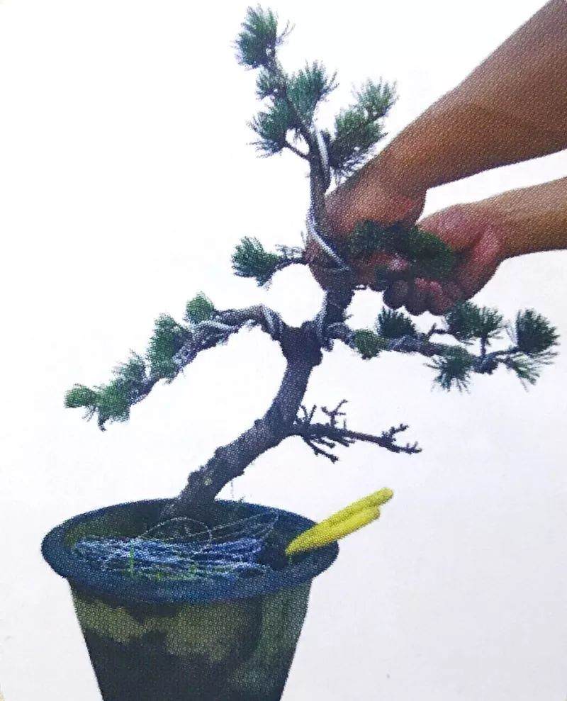 图解 大阪五针松盆景怎么制作的35个过程