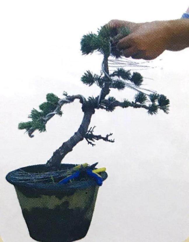 图解 大阪五针松盆景怎么制作的35个过程