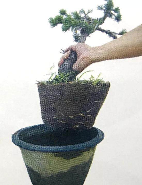 图解 大阪五针松盆景怎么制作的35个过程