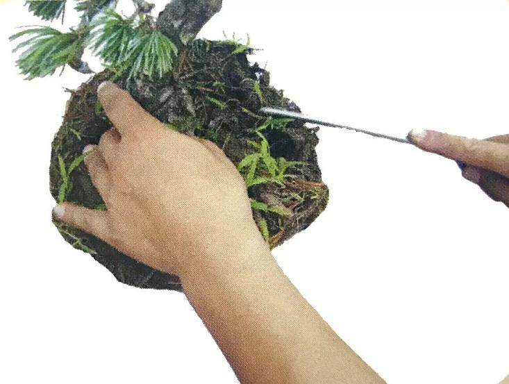 图解 大阪五针松盆景怎么制作的35个过程