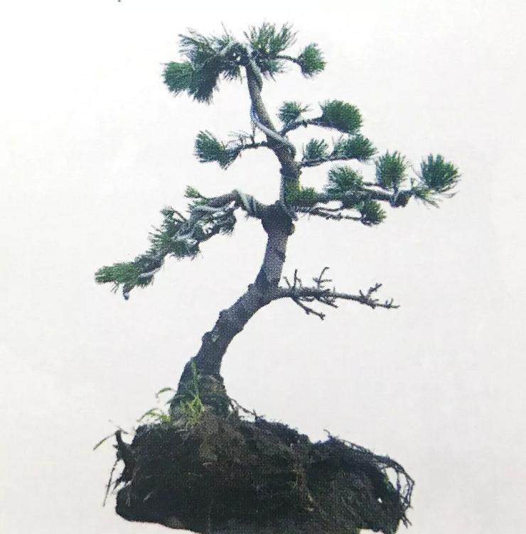 图解 大阪五针松盆景怎么制作的35个过程