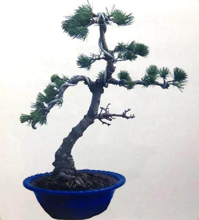 图解 大阪五针松盆景怎么制作的35个过程