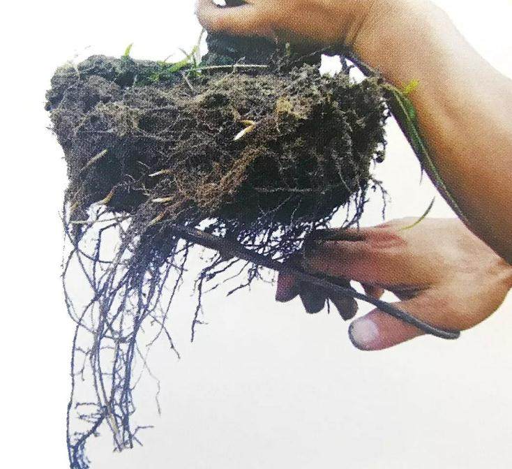 图解 大阪五针松盆景怎么制作的35个过程