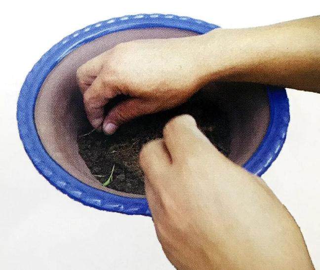 图解 大阪五针松盆景怎么制作的35个过程