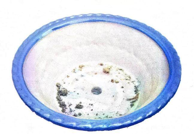 图解 大阪五针松盆景怎么制作的35个过程