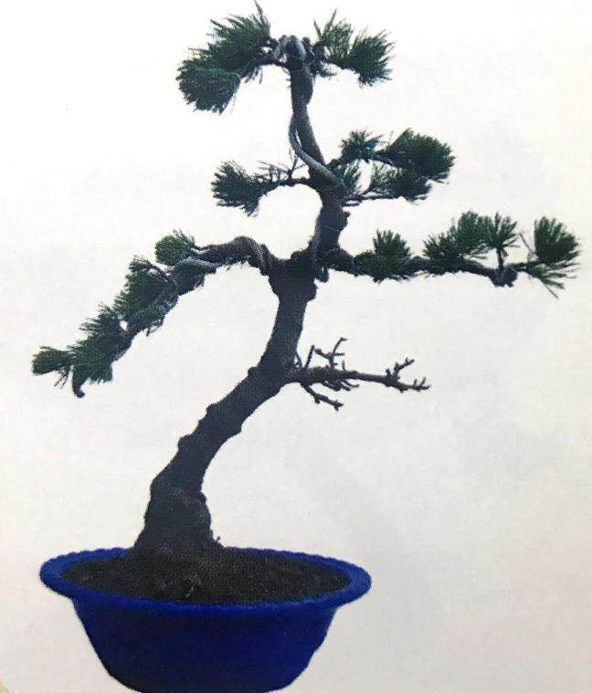 图解 大阪五针松盆景怎么制作的35个过程