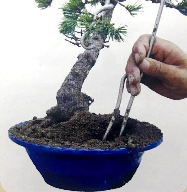 图解 大阪五针松盆景怎么制作的35个过程