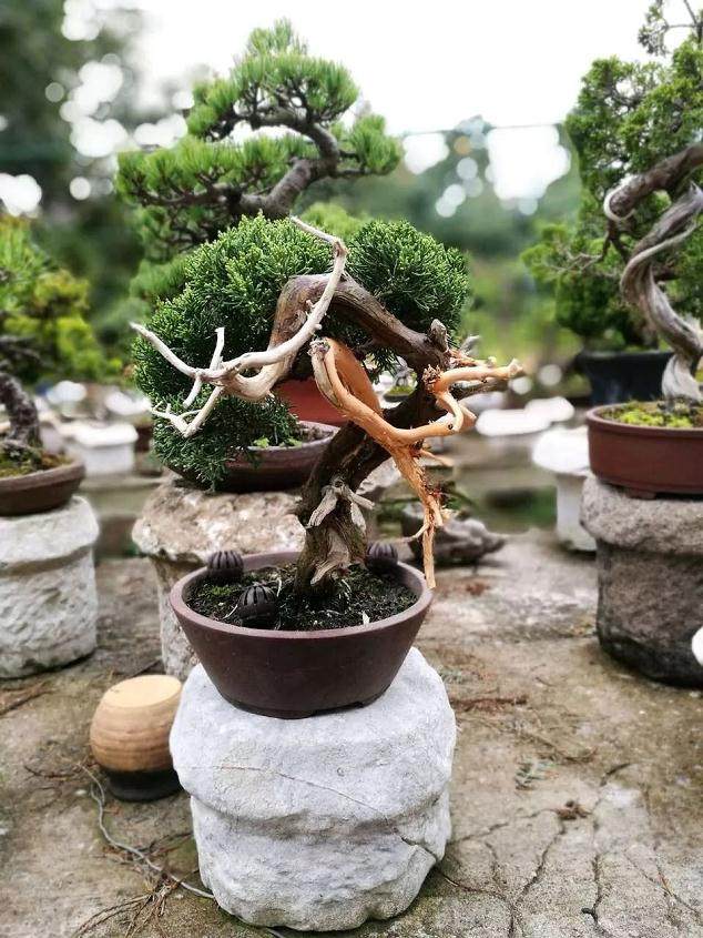 图解 大阪五针松盆景怎么制作的35个过程