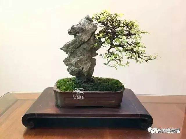 在室内如何给盆景浇水?可以参考这6点