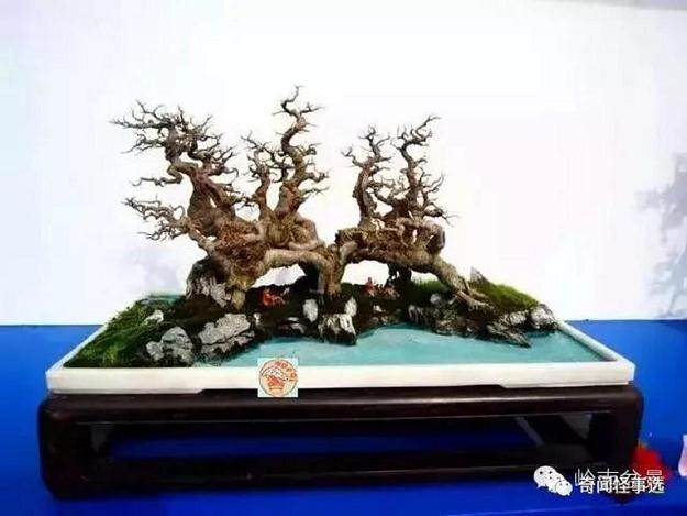 林南老师是一位资深的岭南盆景玩家