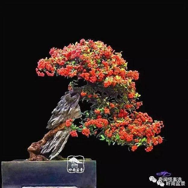 林南老师是一位资深的岭南盆景玩家