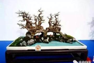 林南老师是一位资深的岭南盆景玩家