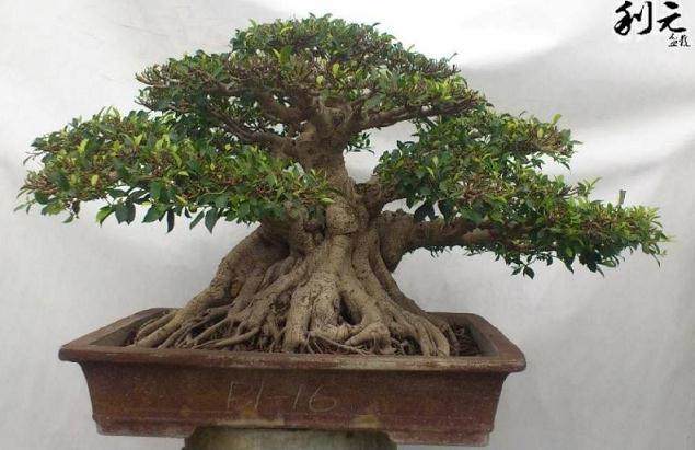 盆景换根中黑塑料布的显著促根作用