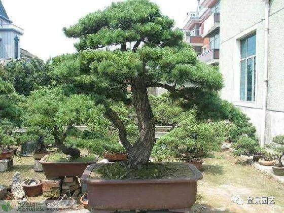 五针松盆景的盆土选择标准