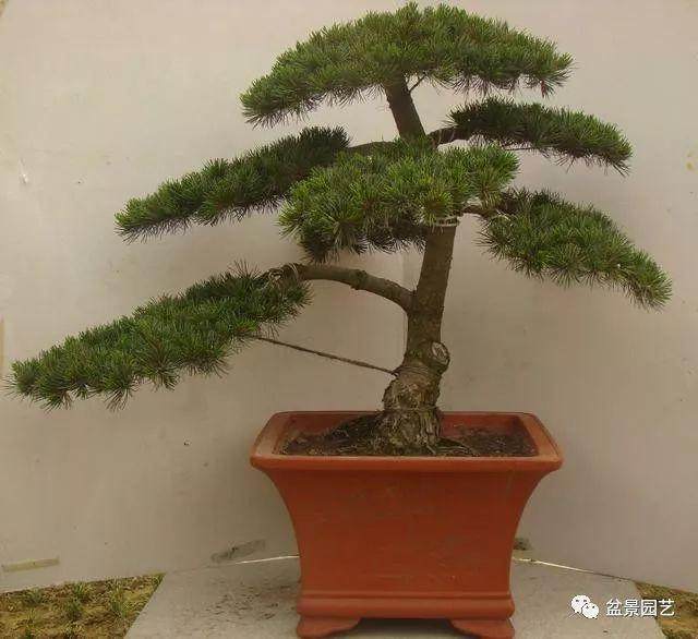 五针松盆景的盆土选择标准