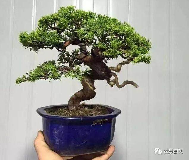 五针松盆景的盆土选择标准