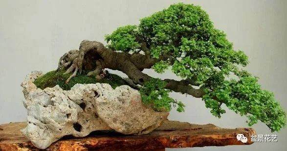 树桩盆景的养胚与繁殖方法