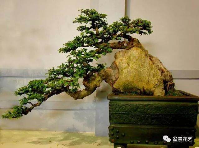 树桩盆景的养胚与繁殖方法