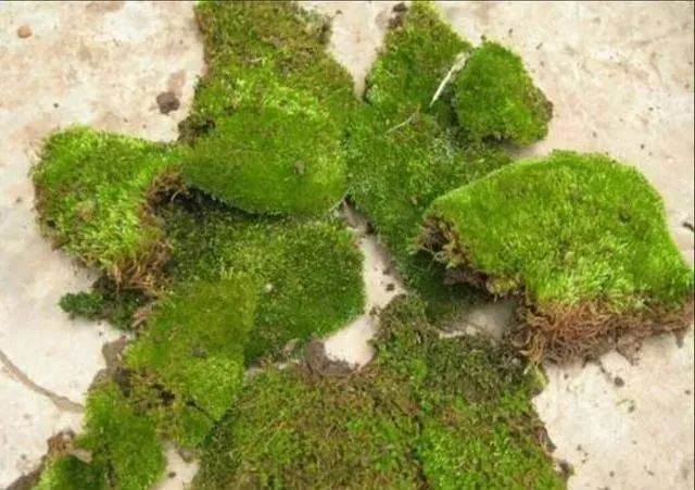 树木盆景长出一层绿色苔藓 观赏效果更好