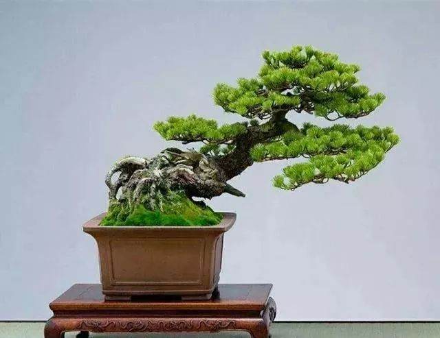 树木盆景长出一层绿色苔藓 观赏效果更好