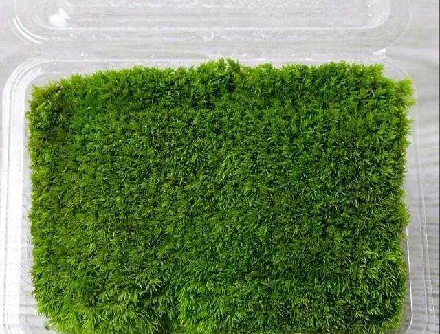 树木盆景长出一层绿色苔藓 观赏效果更好