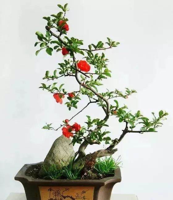 如何用白醋来调节花卉盆景土壤的PH值？