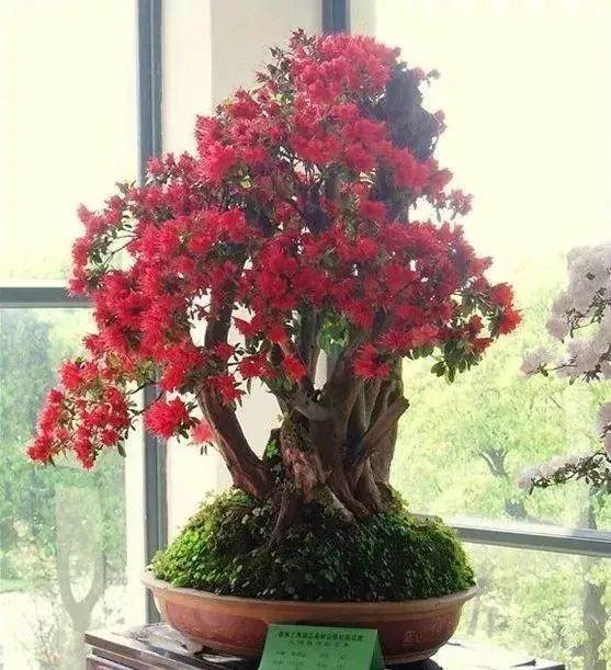 如何用白醋来调节花卉盆景土壤的PH值？