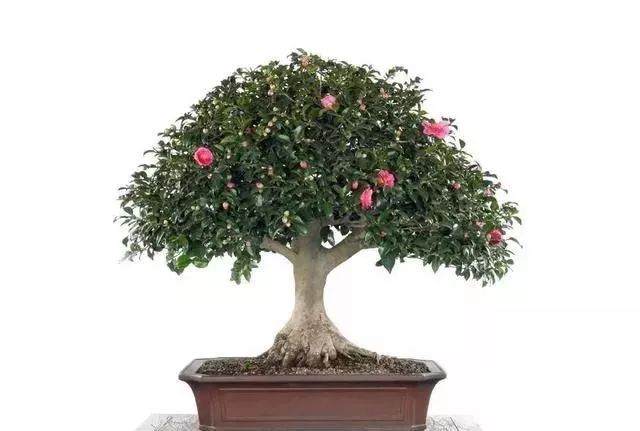 如何用白醋来调节花卉盆景土壤的PH值？