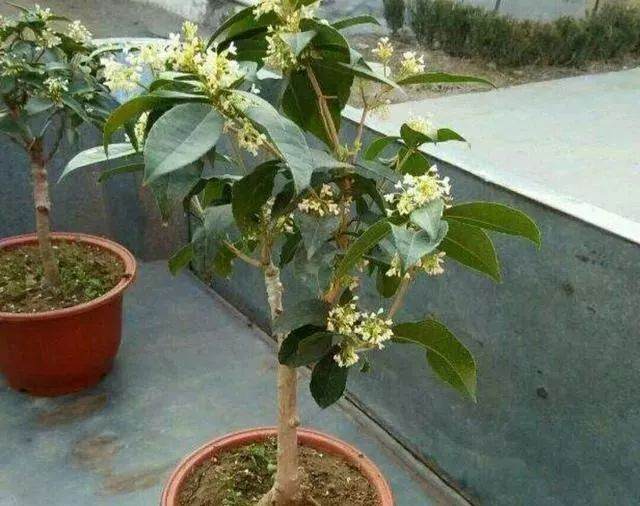 嫁接漂亮的桂花树盆景