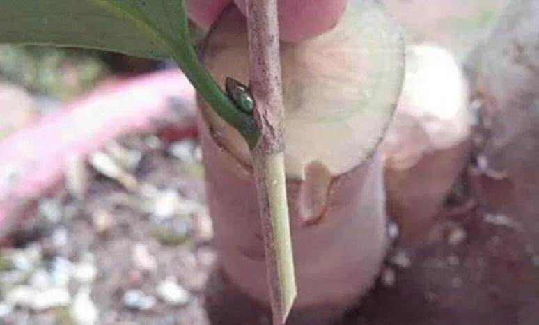 嫁接漂亮的桂花树盆景