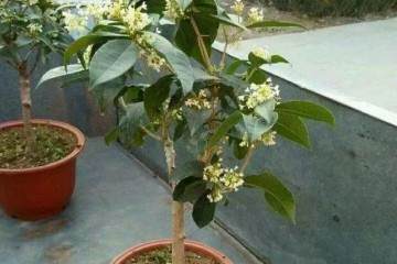 嫁接漂亮的桂花树盆景