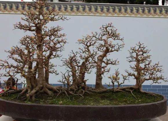 红牛盆景的鉴赏与栽培养护