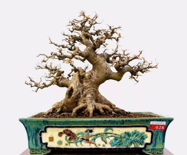 红牛盆景的鉴赏与栽培养护