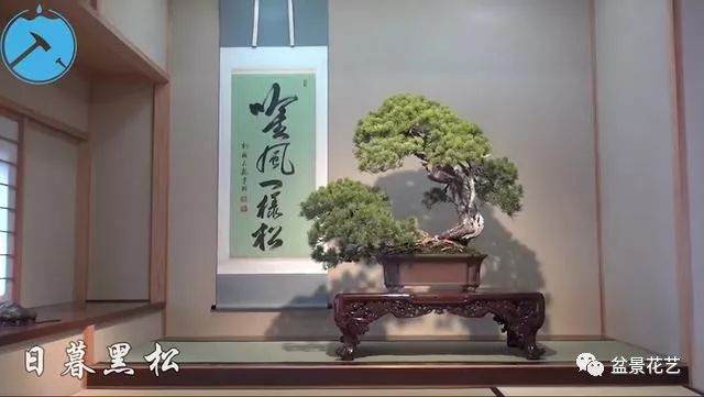制作黑松盆景的切芽法