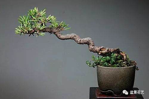 制作黑松盆景的切芽法