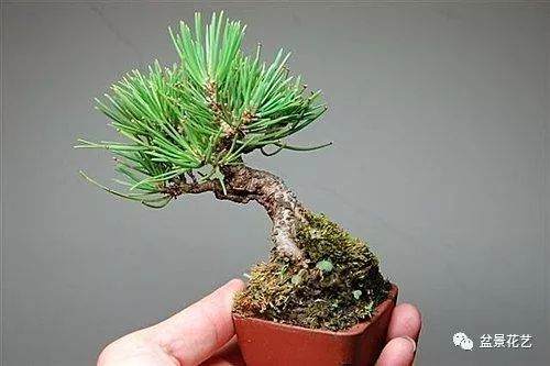 制作黑松盆景的切芽法