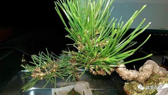 制作黑松盆景的切芽法