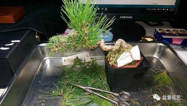 制作黑松盆景的切芽法