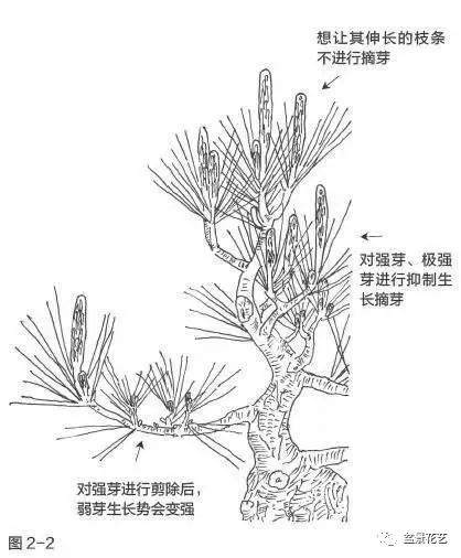图解 制作黑松盆景怎么切芽的方法