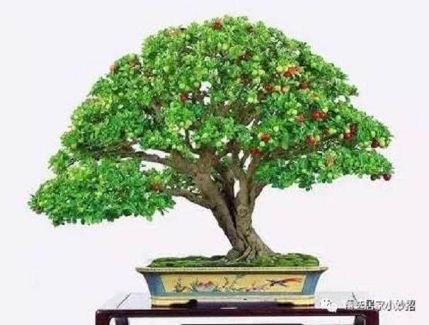 自然类树桩盆景是现代盆景树桩的主要形式