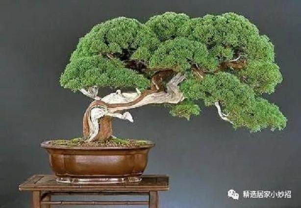 自然类树桩盆景是现代盆景树桩的主要形式