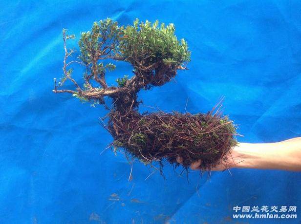 黄杨下山桩没有叶子能发芽成活吗?